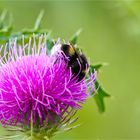 Gewöhnliche Kratzdistel (Cirsium vulgare)