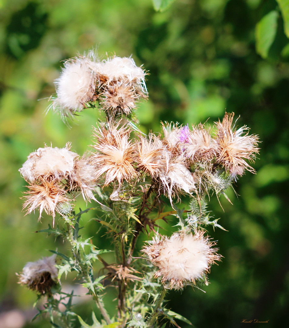 Gewöhnliche Kratzdistel (Cirsium vulgare)