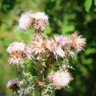 Gewöhnliche Kratzdistel (Cirsium vulgare)