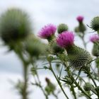 Gewöhnliche Kratzdistel (Cirsium vulgare)