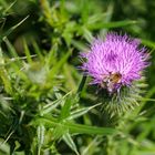 Gewöhnliche Kratzdistel (Cirsium vulgare)