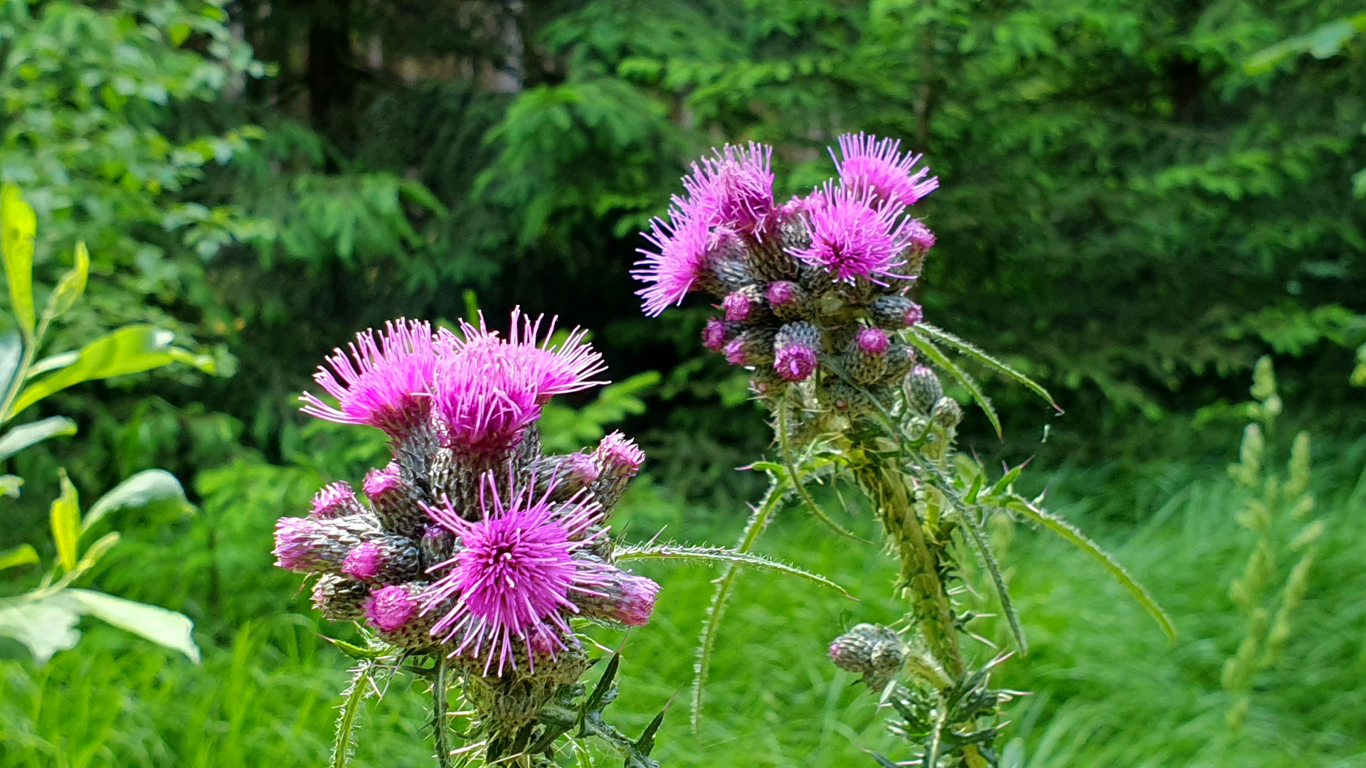 Gewöhnliche Kratzdistel