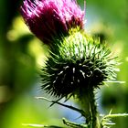 Gewöhnliche Kratzdistel - Erste Blüte