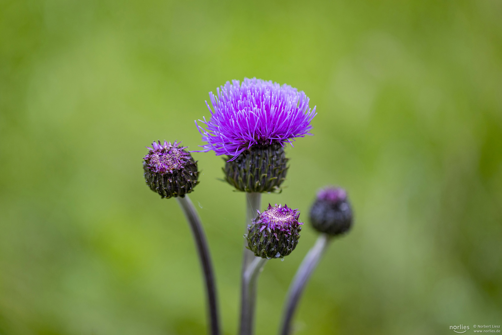 Gewöhnliche Kratzdistel