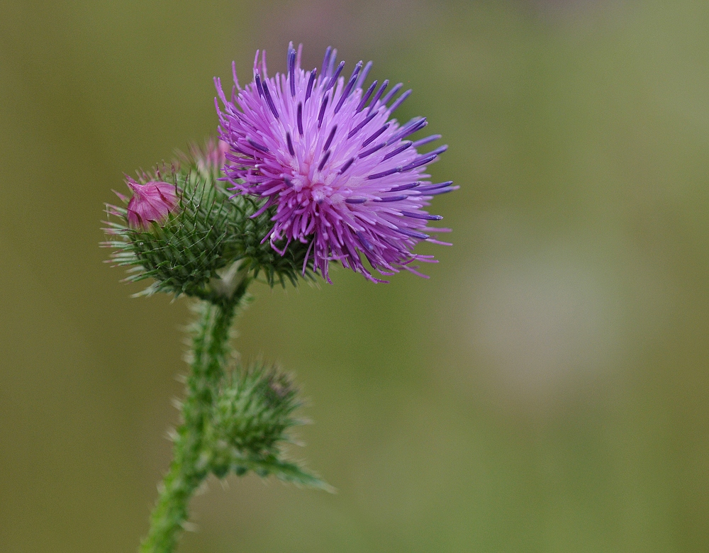 Gewöhnliche Kratzdistel: Häufig und wichtig