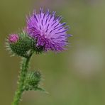 Gewöhnliche Kratzdistel: Häufig und wichtig