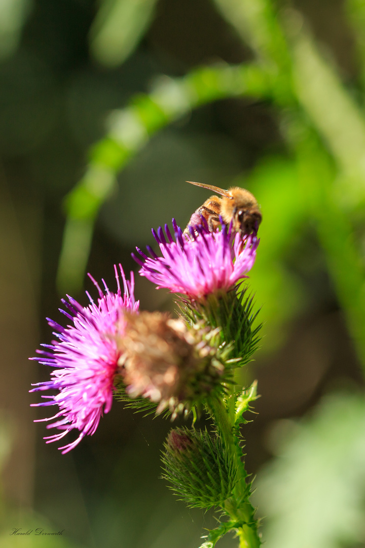 Gewöhnliche Kratzdistel mit Honigbiene