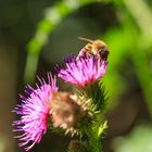 Gewöhnliche Kratzdistel mit Honigbiene