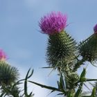 Gewöhnliche Kratzdistel oder Lanzett-Kratzdistel