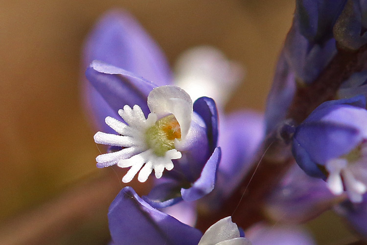 Gewöhnliche Kreuzblume 