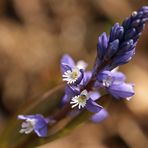 Gewöhnliche Kreuzblume 