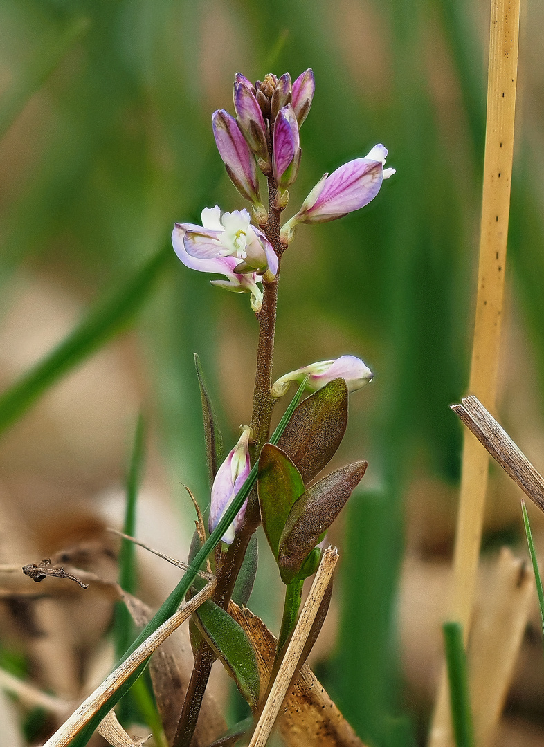 Gewöhnliche Kreuzblume