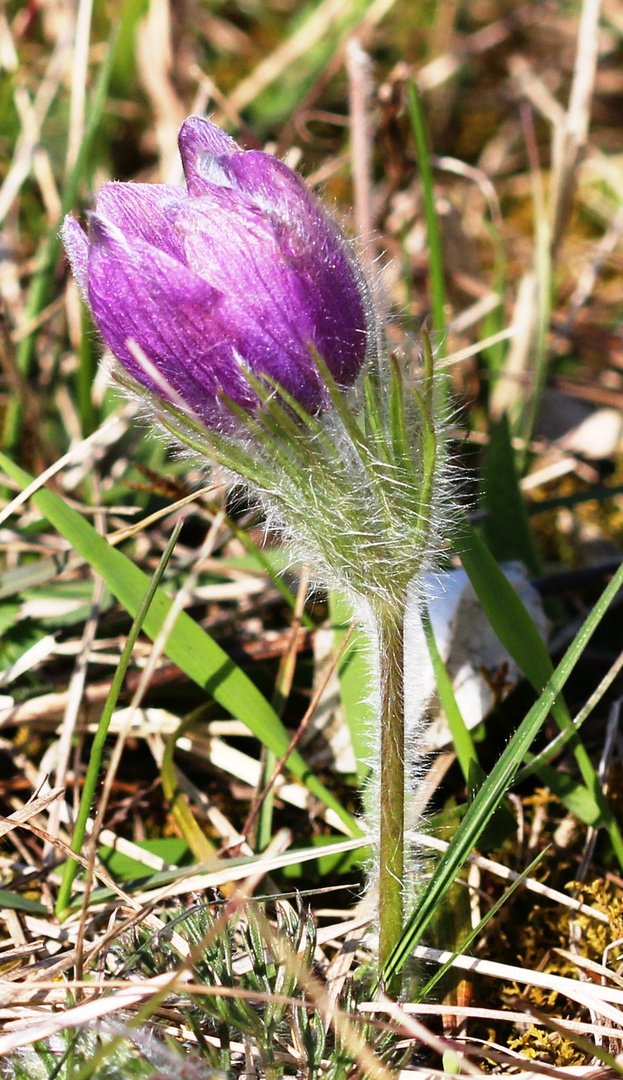 Gewöhnliche Küchenschelle