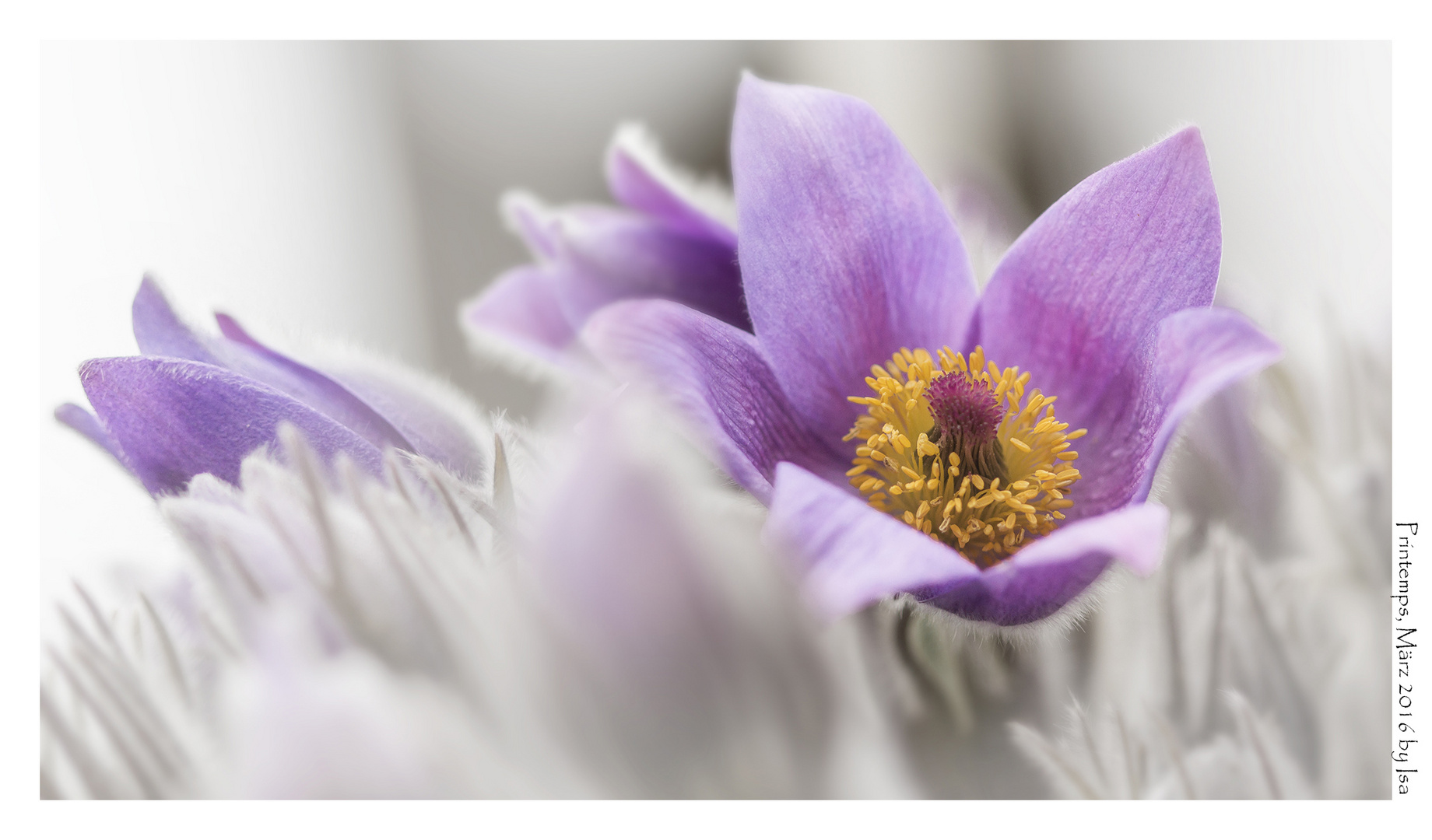 Gewöhnliche Küchenschelle (Pulsatilla vulgaris)