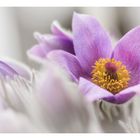 Gewöhnliche Küchenschelle (Pulsatilla vulgaris)