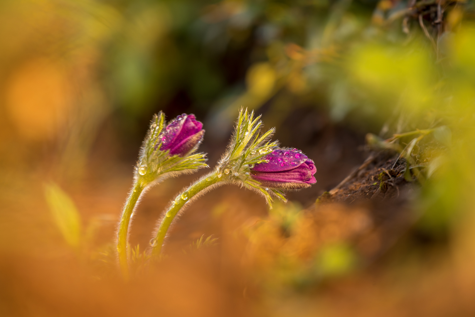 Gewöhnliche Küchenschelle (Pulsatilla vulgaris) 