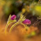 Gewöhnliche Küchenschelle (Pulsatilla vulgaris) 