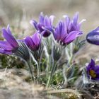 Gewöhnliche Küchenschelle (Pulsatilla vulgaris)