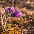 Gewöhnliche Küchenschelle / Pulsatilla vulgaris