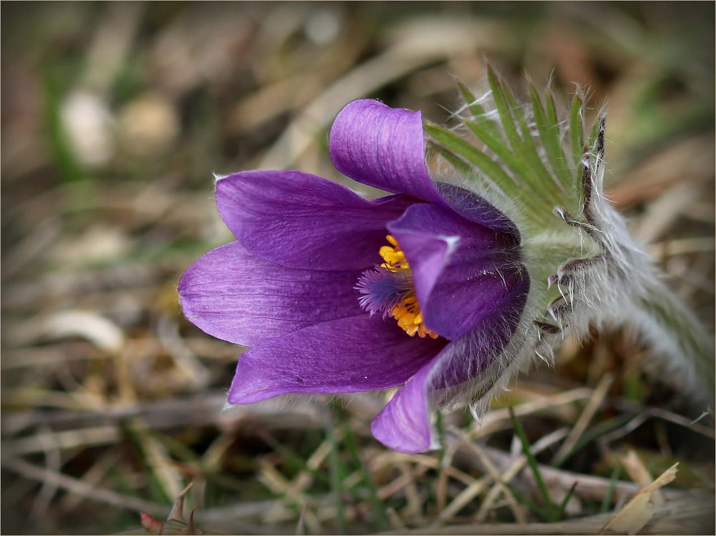 Gewöhnliche Küchenschelle (Pulsatilla vulgaris).