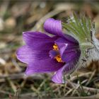 Gewöhnliche Küchenschelle (Pulsatilla vulgaris).