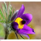 ---- Gewöhnliche Küchenschelle ----- ( Pulsatilla vulgaris )