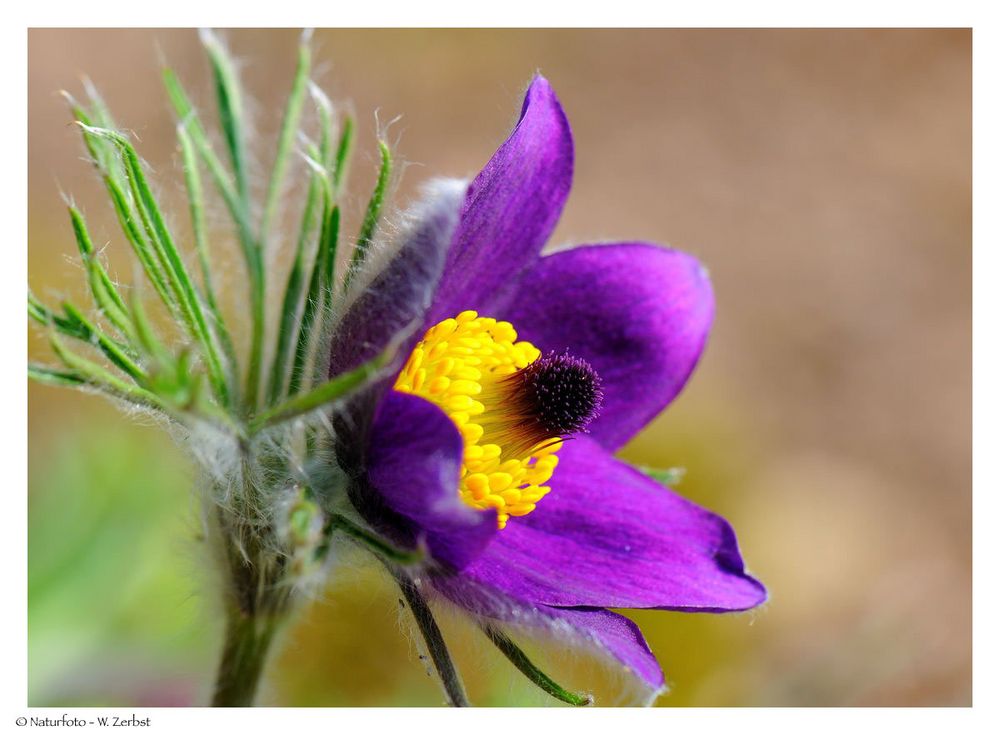 ---- Gewöhnliche Küchenschelle ----- ( Pulsatilla vulgaris )