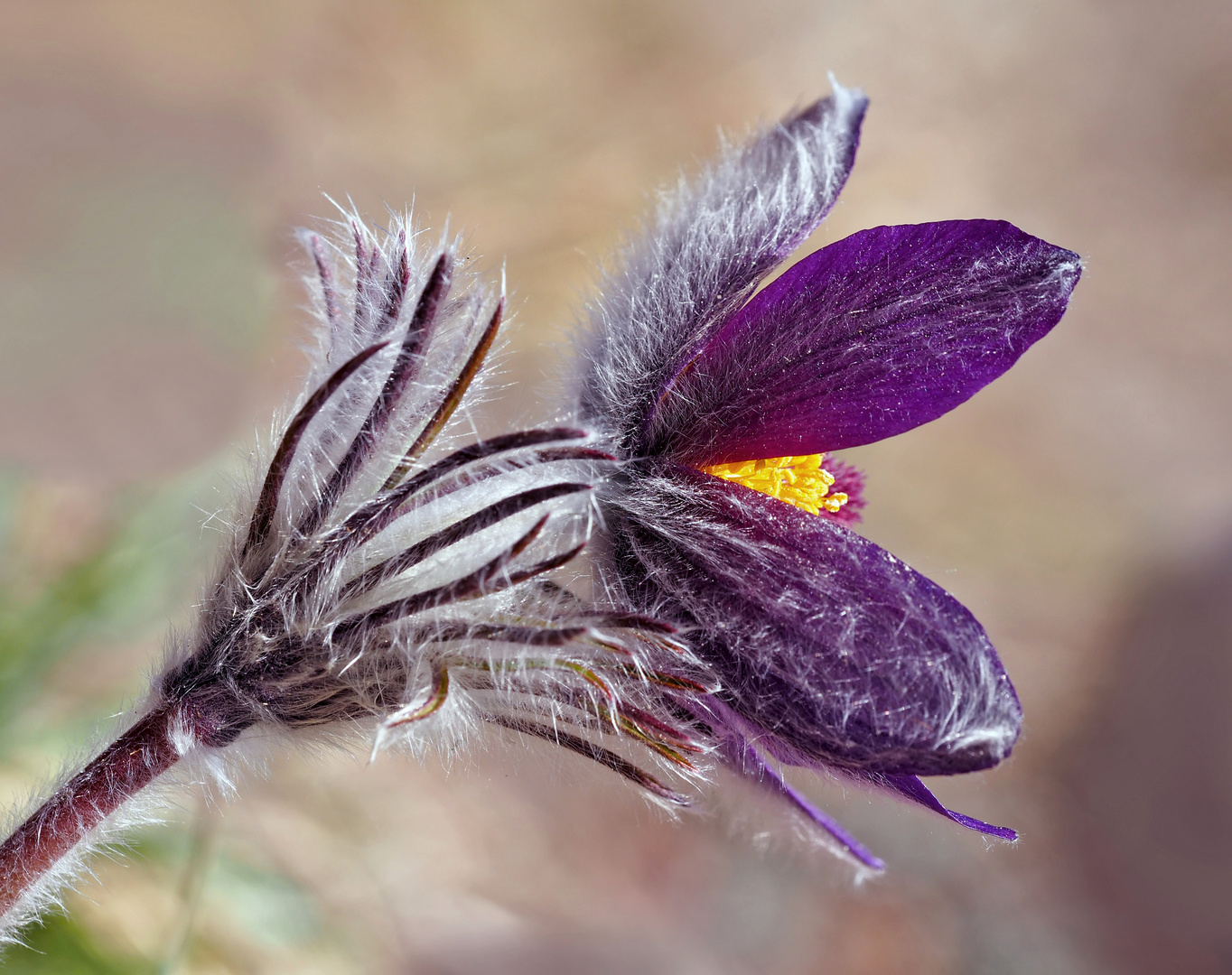 Gewöhnliche Küchenschelle (Pulsatilla vulgaris) - L'anémone pulsatille ou coquerelle.