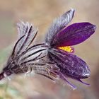 Gewöhnliche Küchenschelle (Pulsatilla vulgaris) - L'anémone pulsatille ou coquerelle.