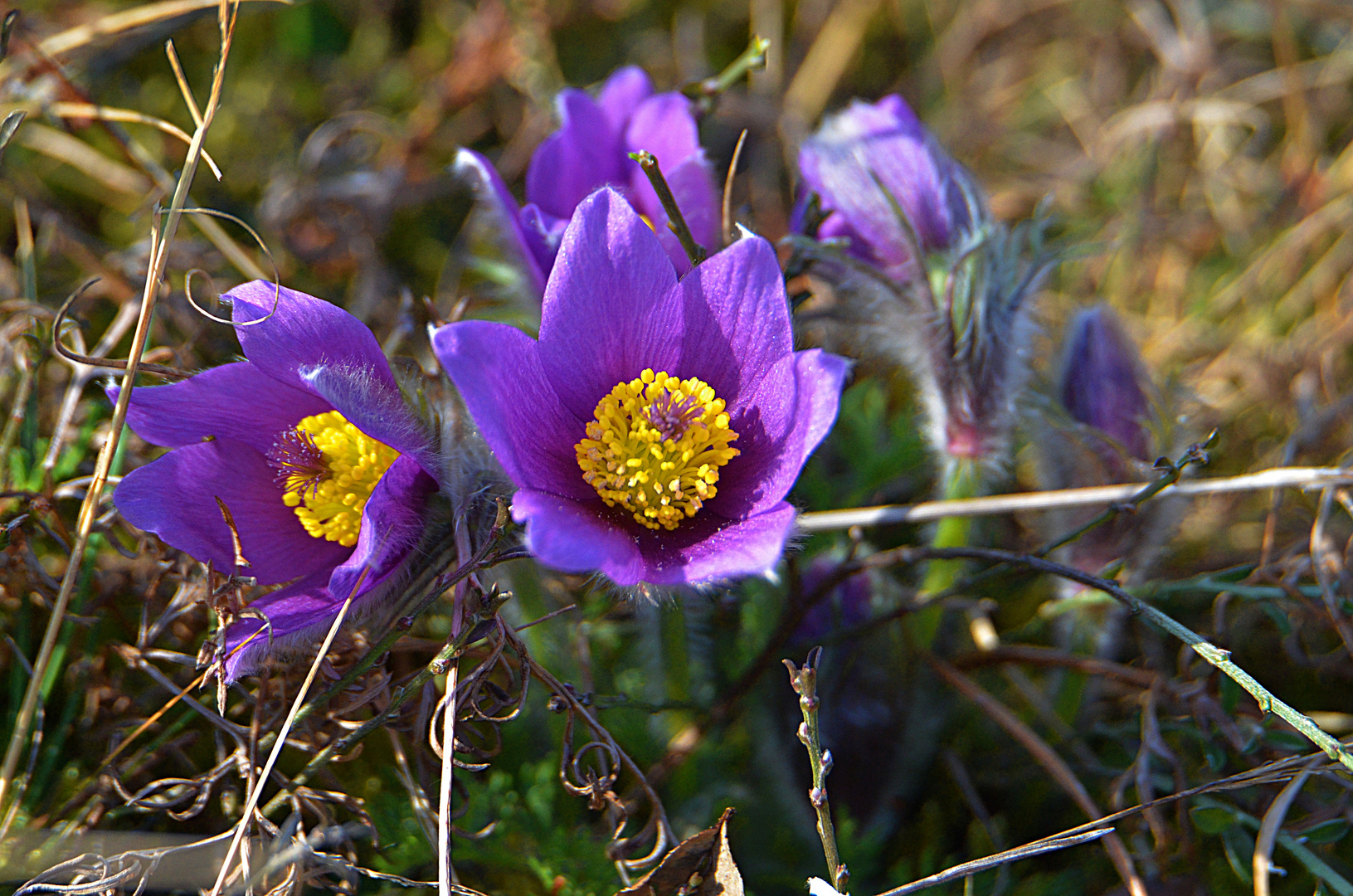 Gewöhnliche Küchenschelle (Pulsatilla vulgaris) oder Kuhschelle