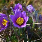 Gewöhnliche Küchenschelle (Pulsatilla vulgaris) oder Kuhschelle