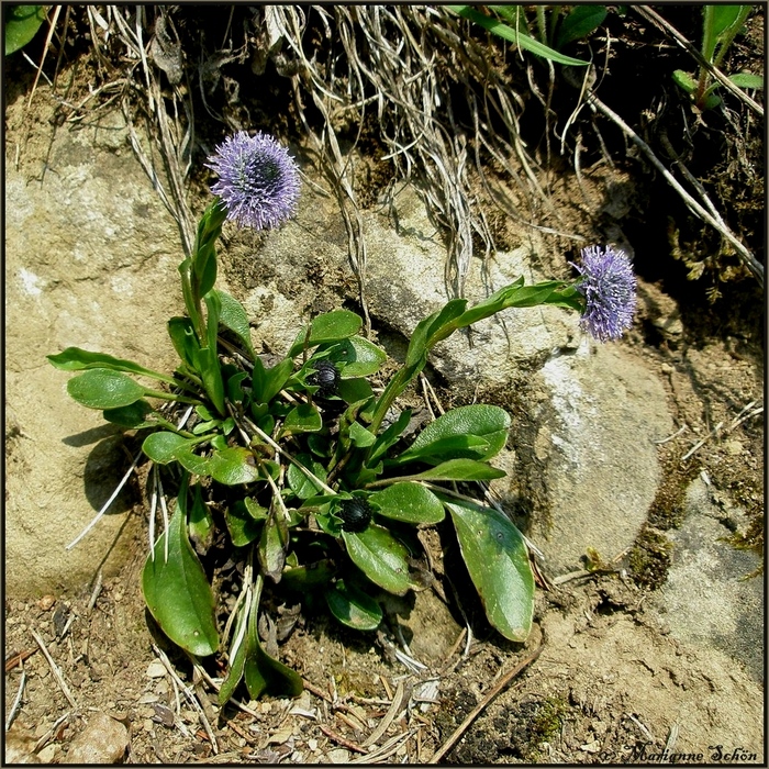 ...Gewöhnliche Kugelblume...