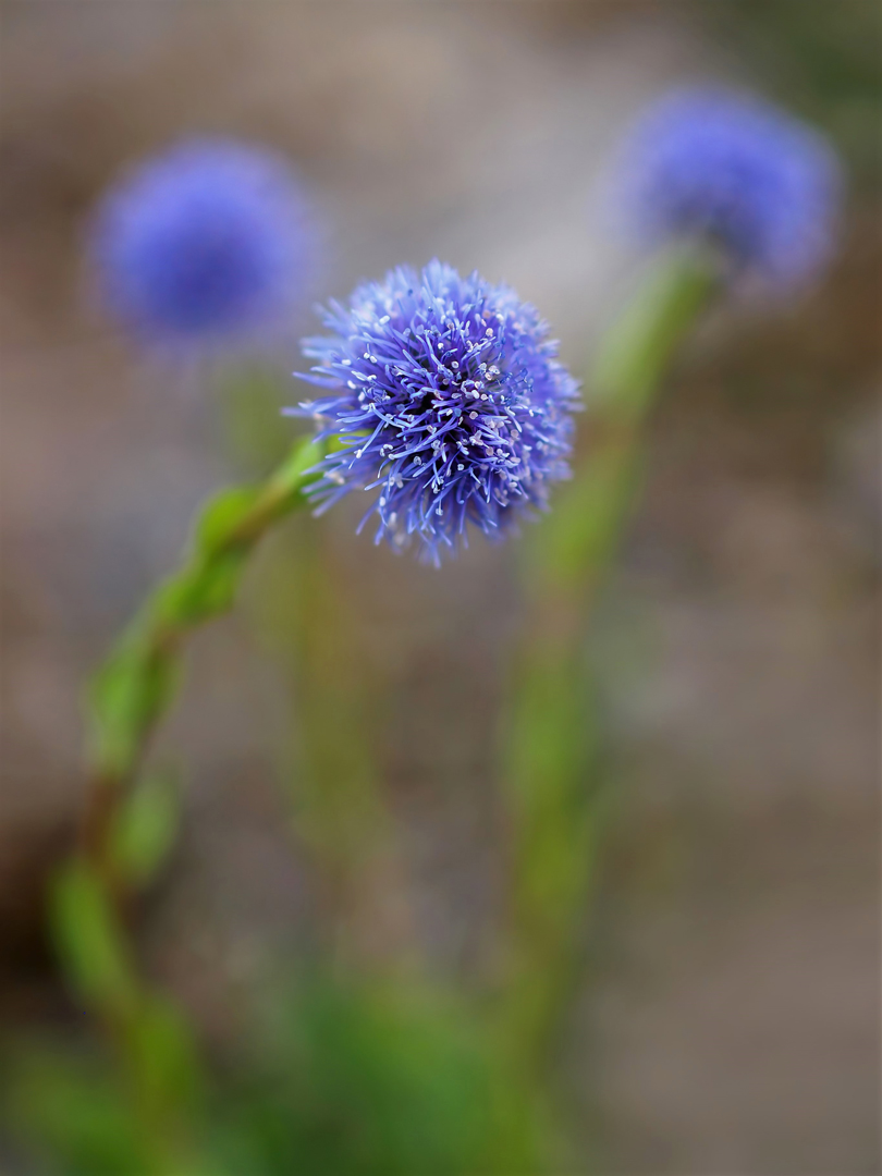 Gewöhnliche Kugelblume (Globularia punctata) 