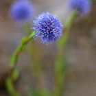 Gewöhnliche Kugelblume (Globularia punctata) 