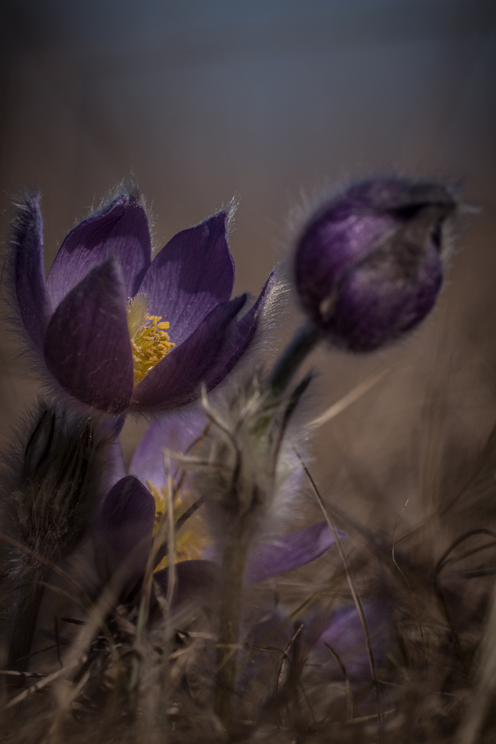 gewöhnliche Kuhschelle - Pulsatilla