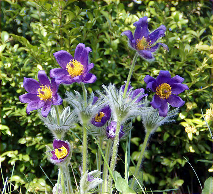 Gewöhnliche Kuhschelle (Pulsatilla vulgaris)