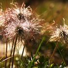 Gewöhnliche Kuhschelle (Pulsatilla vulgaris)