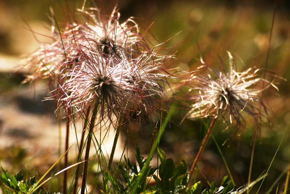 Gewöhnliche Kuhschelle (Pulsatilla vulgaris)