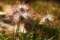 Gewöhnliche Kuhschelle (Pulsatilla vulgaris)