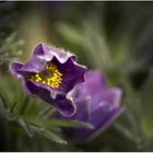 Gewöhnliche Kuhschelle (Pulsatilla vulgaris) # 1