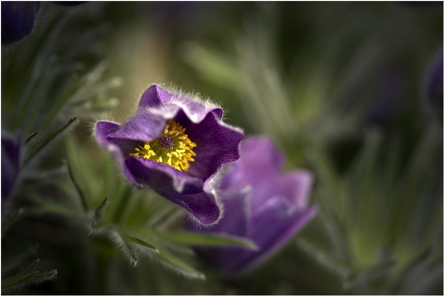 Gewöhnliche Kuhschelle (Pulsatilla vulgaris) # 1