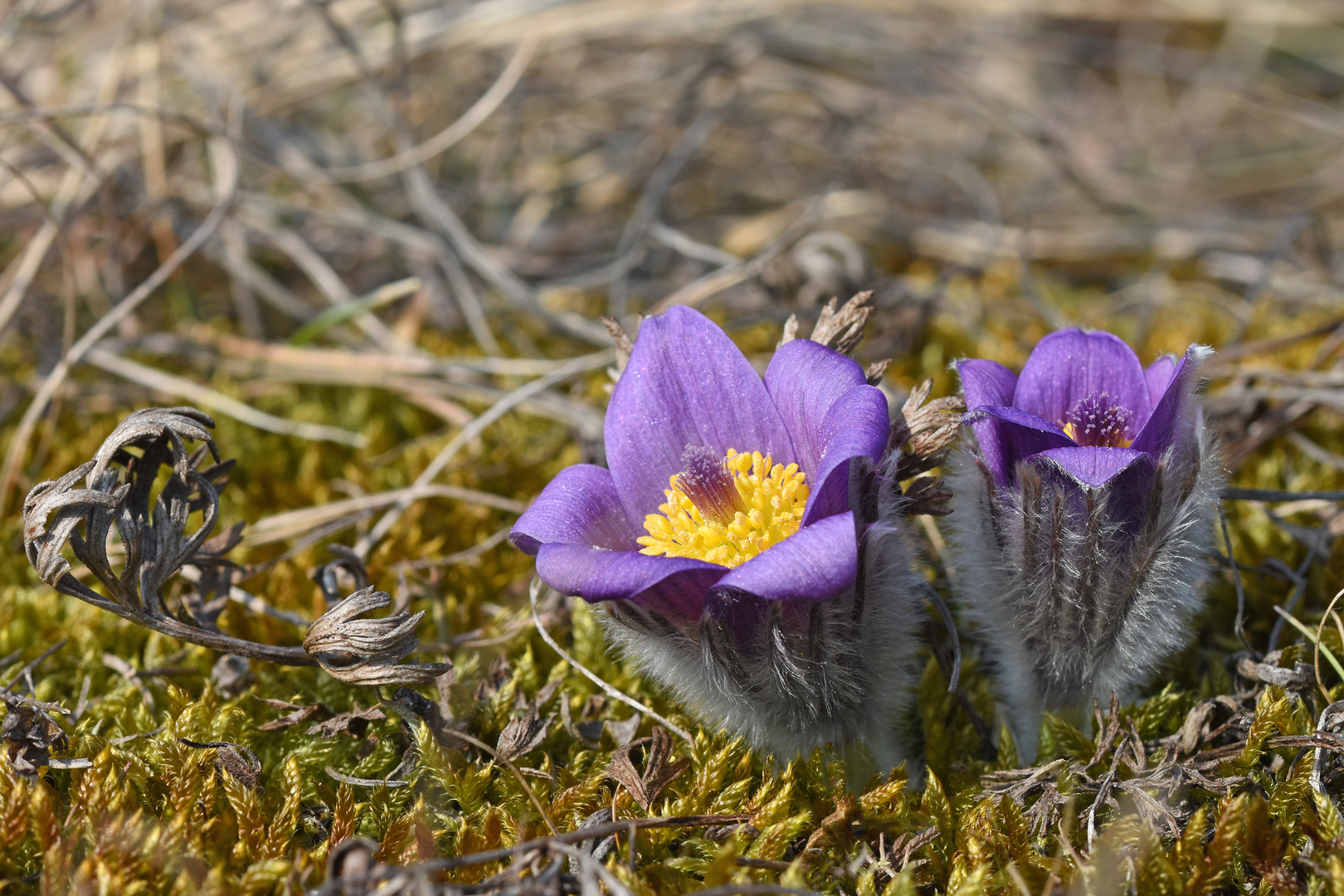 Gewöhnliche Kuhschelle (Pulsatilla vulgaris), (1/3)