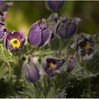 Gewöhnliche Kuhschelle (Pulsatilla vulgaris) # 2