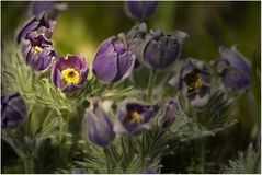 Gewöhnliche Kuhschelle (Pulsatilla vulgaris) # 2