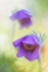 Gewöhnliche Kuhschelle (Pulsatilla vulgaris)