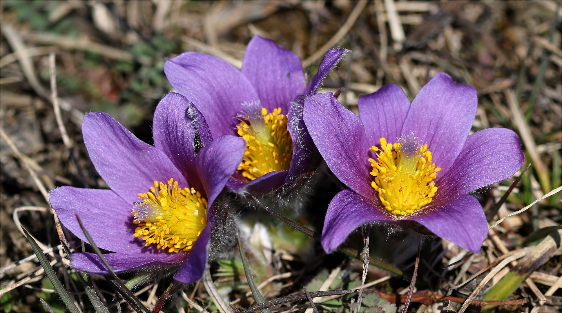 Gewöhnliche Kuhschelle (Pulsatilla vulgaris)...