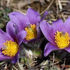 Gewöhnliche Kuhschelle (Pulsatilla vulgaris)...