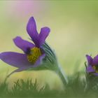 Gewöhnliche Kuhschelle (Pulsatilla vulgaris)