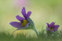 Gewöhnliche Kuhschelle (Pulsatilla vulgaris)