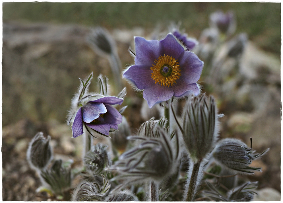 Gewöhnliche Kuhschelle (Pulsatilla vulgaris)